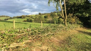 An Introduction To Hedge Laying - Saturday 19th February 2022