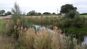 Great Crested Newt Pond Scheme