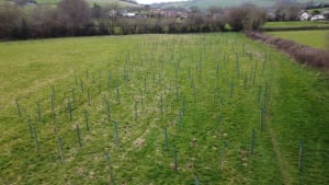 Somerset Trees for Water