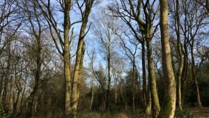 Woodland Creation & Management Plans